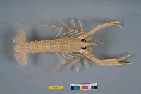 藏品(相模後海螯蝦)的圖片